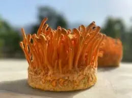 Cordyceps Mushroom Tincture Journey Mushrooms