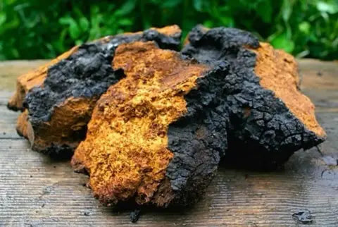 Chaga Mushroom Tincture Journey Mushrooms