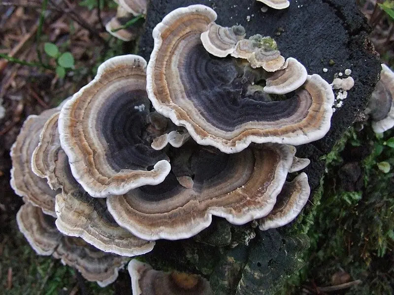 Turkey Tail Mushroom Tincture Journey Mushrooms
