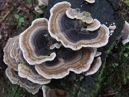 Turkey Tail Mushroom Tincture Journey Mushrooms