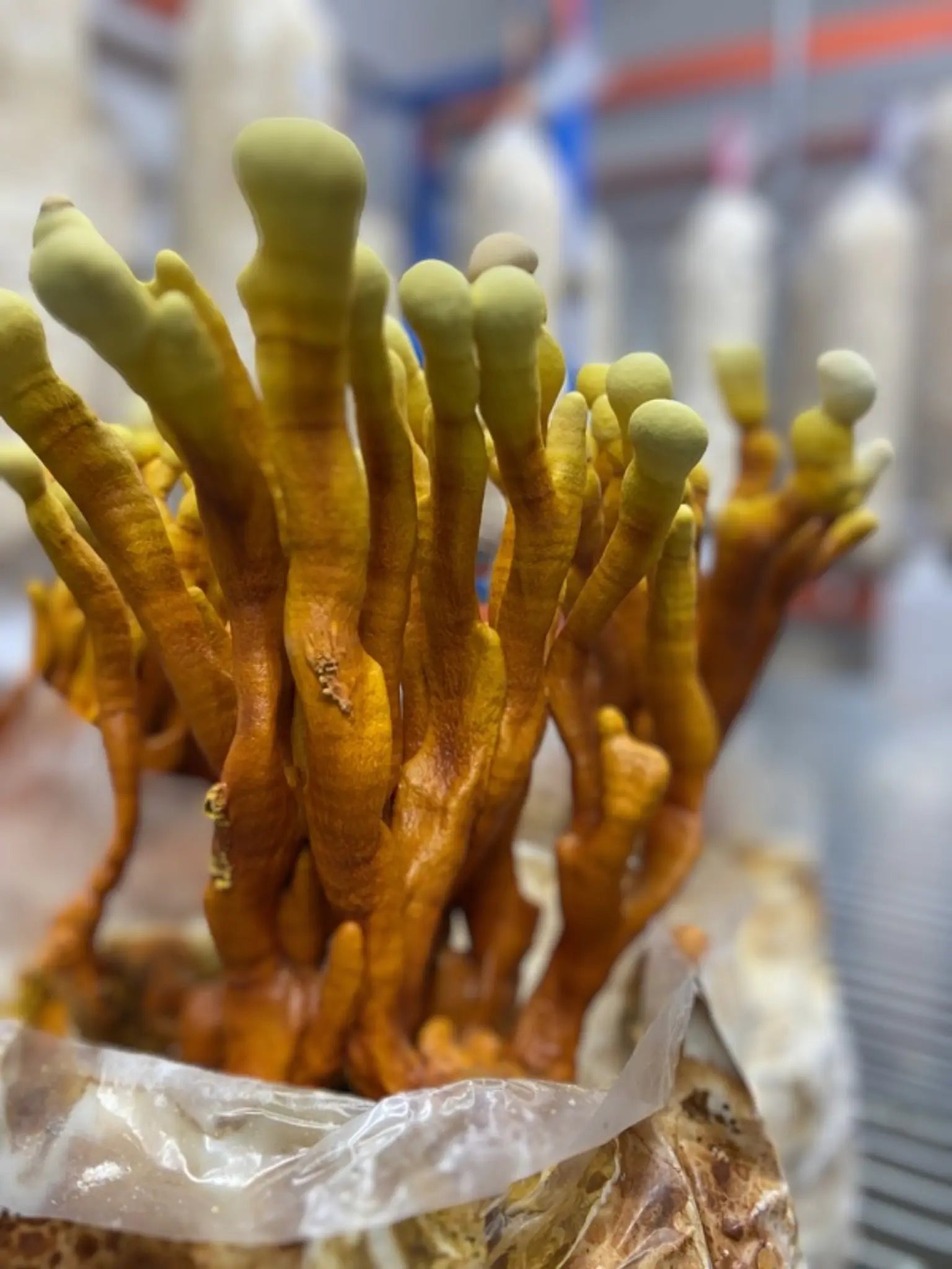 Reishi Mushroom Tincture Journey Mushrooms