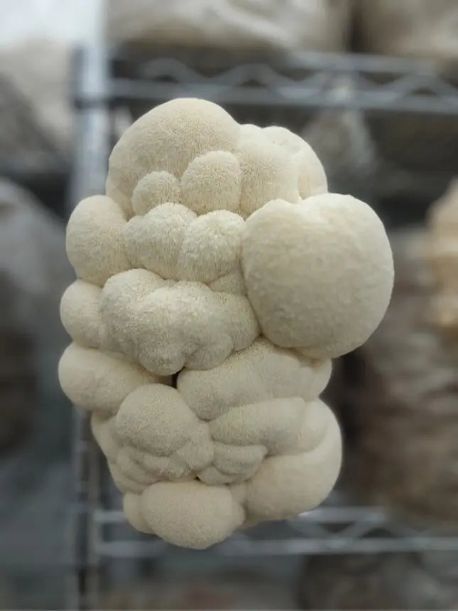 Lions Mane Mushroom Tincture Journey Mushrooms